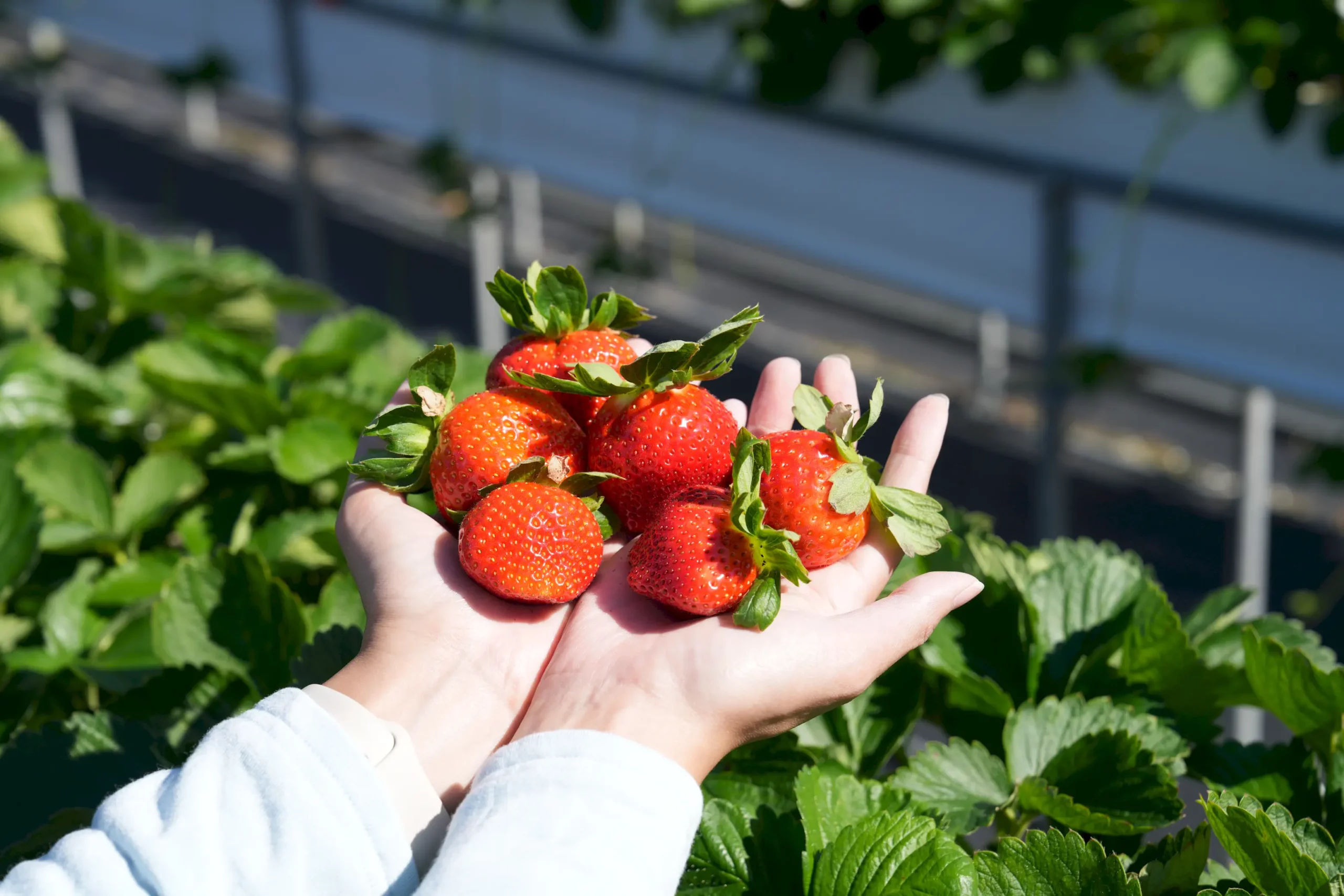 Day5: Miaoli: Crafts & Country Fun